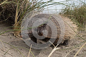 Sud America armadillo close up portrait