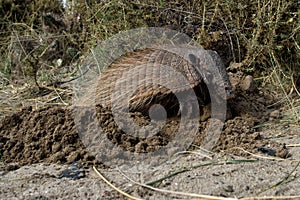 Sud America armadillo close up portrait