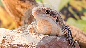 Sudan lizard