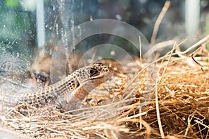 Sudan plate lizard on sand