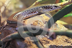 Sudan plated lizard