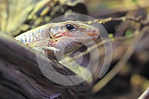 Sudan plated lizard