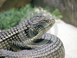 Sudan plated lizard