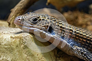 Sudan plated lizard