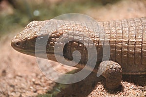 A Sudan Plated Lizard