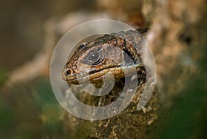 The Sudan plated lizard - Broadleysaurus major