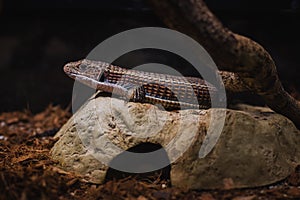 Sudan plated lizard (Gerrhosaurus major)