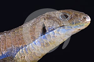 Sudan plated lizard (Gerrhosaurus major)