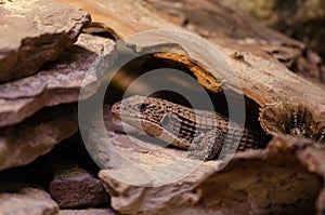 Sudan plated lizard Gerrhosaurus major sitting under a stone. photo