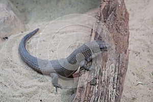 Sudan Plated Lizard looking out