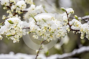 Sudden snowfall covering cherry tree blossoms with snow and ice in springtime in May, Northern Europe.