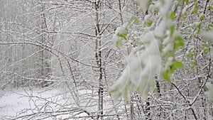 A sudden snowfall in mid-spring covered all the trees, birch flowers and young leaves with snow