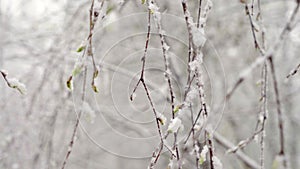 A sudden snowfall in mid-spring covered all the trees, birch flowers and young leaves with snow