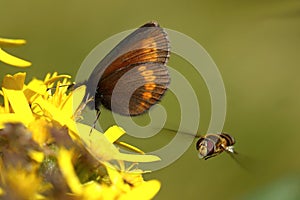 Sudeten ringlet butterfly and wasp