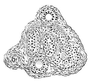 Sudoriferous Glands vintage illustration