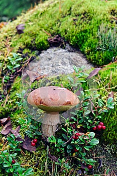 Suede bolete mushroom photo