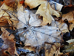 Hojas de otoÃÂ±o heladas