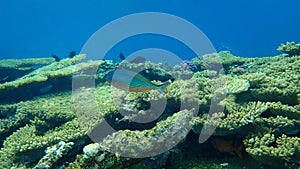 Suez fusilier Caesio suevica undersea, Red Sea, Egypt, Sinai, Ras Mohammad national park