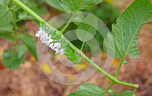A Suffering Tomato / Tobacco Hornworm as host to parasitic braconid wasp eggs