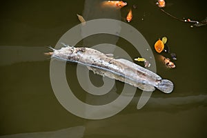 Suffocate and Dead Catfish on waste water surface