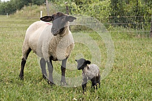 Suffolk baby sheep