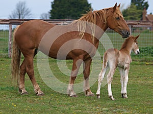 Suffolk Horse and Foal photo