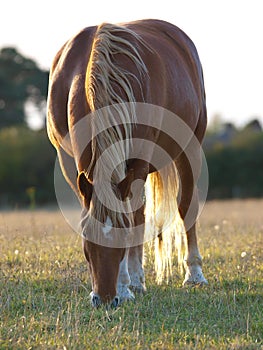 Suffolk Punch Grazing photo