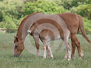 Suffolk Punch Mare and Foal photo