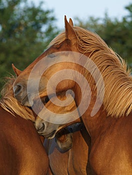 Suffolk Punch Yearlings photo