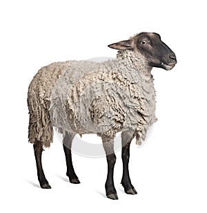 Suffolk sheep - (6 years old) photo