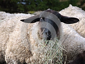 Suffolk sheep photo