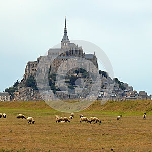 Suffolk sheep with black head grazing and hill with the abbey of Mont Saint Michel in France