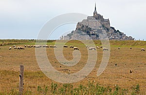 Suffolk sheep with black head grazing and hill with the abbey of Mont Saint Michel in France