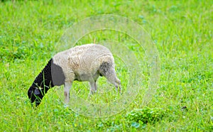 Suffolk sheep eating grass