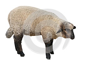 Suffolk sheep isolated on white background