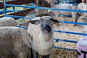 Suffolk sheep, Ovis aries, has white fur and a black face, in a pen at the county fair