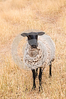 Suffolk sheep standing on parched grass