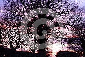 Suffolk tree silouette