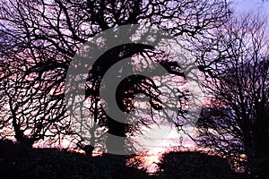 Suffolk tree silouette