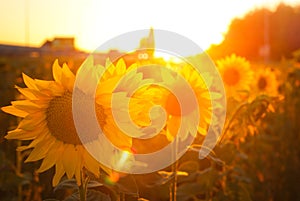 Suflowers on the field