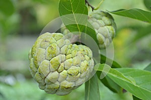 Sugar apple, Annona squamosa