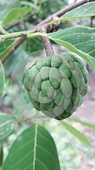 Sugar apple or custard appe organic fruit on the tree