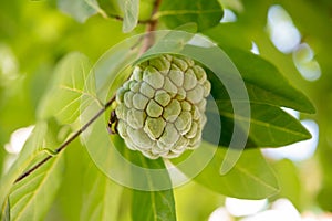 Sugar-apple fruit on a branch photo