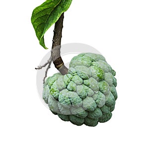 Sugar Apple Fruit