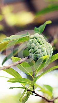 Sugar apple fruit