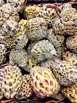 The sugar-apple or sweet-sop is the fruit of Annona squamosa, the most widely grown species of Annona and a native of tropical cli