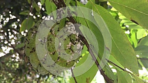 Sugar-apple, or sweetsop