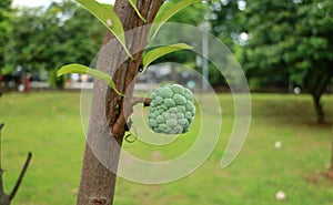 Sugar Apple