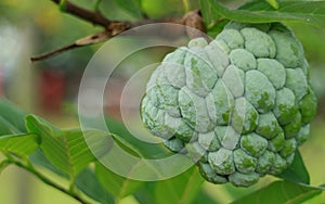 Sugar Apple