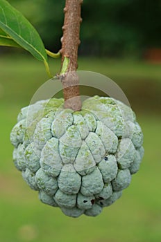 Sugar Apple
